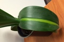 Raised White Streak on Phal Leaf