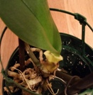 Phal Leaves Yellowing at Base