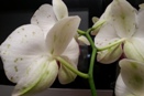 Pock Marks on Phalaenopsis
