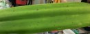 Black Spots on Schomburgkia Hybrid