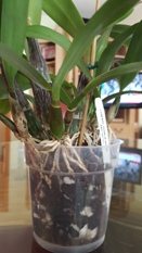 Dark Purple Pseudobulbs