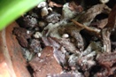 White Balls in Potting Mix