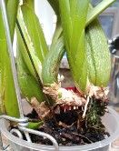 Resituate Oncidium so Roots Grow Into Mix