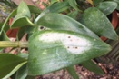 Sunburn on Dendrobium