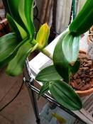 Yellowing Leaf on Dendrobium