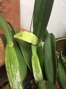 Cattleya Buds Don't Develop