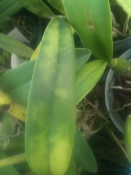 Leaf Mottling