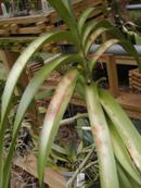 Sunburn on Vanda Leaf