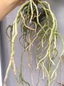 Vanda Roots Dried and Cracked