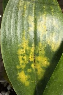 Fusarium in Phalaenopsis