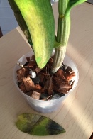 Dendrobium Leaves Sickly