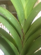 Bacterial Rot on Vandas