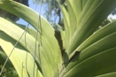 Flower Buds Brown and Shrivel