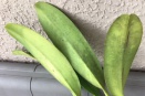 Brown Spotty Patches
