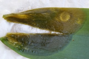 Water Trapped Inside Phal Leaves