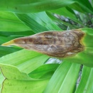 Fungi on Dendrochilum