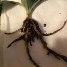 Sarcoglottis sceptrodes