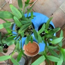 C. skinneri Has Never Bloomed
