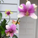 Deformed Flowers