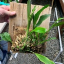 Dendrochilum with Brownish Discoloration
