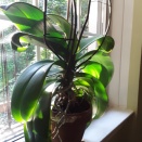 Too Late to Repot Phal?