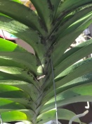 Black Markings on Vanda