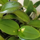 White Spots Turn Yellow Then Brown