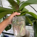 Does This Phal Have to be Repotted