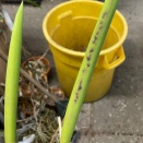 Black Markings on Brassavola Nodes
