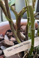 Black Leaf Tips on Epicatt