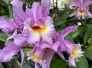Color Break on Cattleya