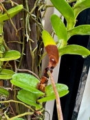 Brown marks and leaf drop on Trichoglottis