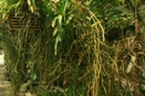 Healthy Roots Are Key to Healthy Plants