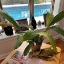 Catasetum Has New Growth Starting