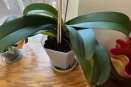Bottom Phal Leaves Yellowing
