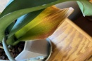 Bottom Phal Leaves Yellowing