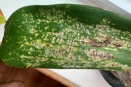 Sunken Yellow, Tan and Brown Spots on Phal