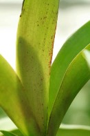 Orchid Sheath Stopped Growing