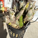 Repot Mormodia